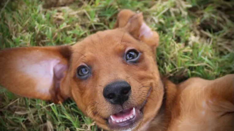 brown dachshund laying