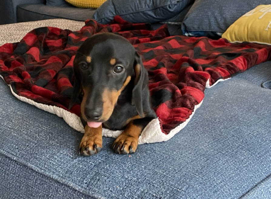 dachshund on a blanket