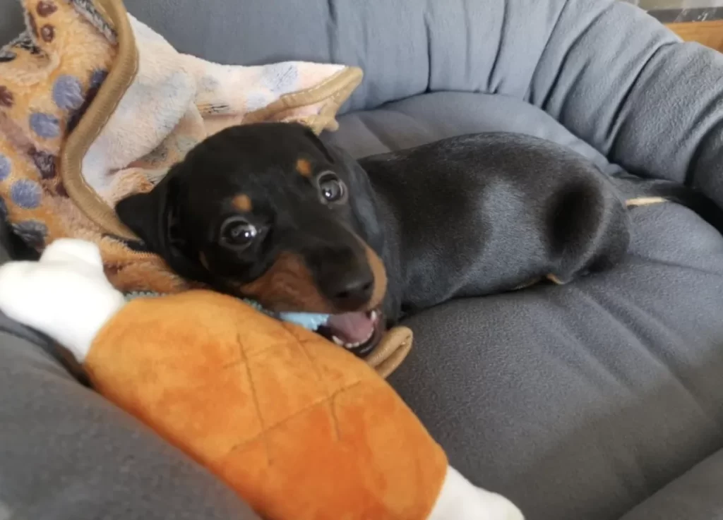 dachshund playing