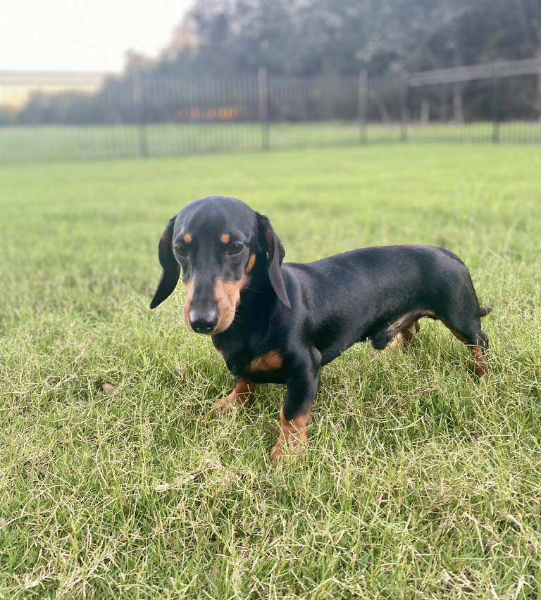 dachshund on a grass