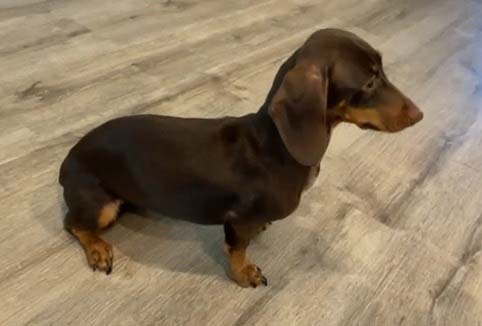 dachshund standing