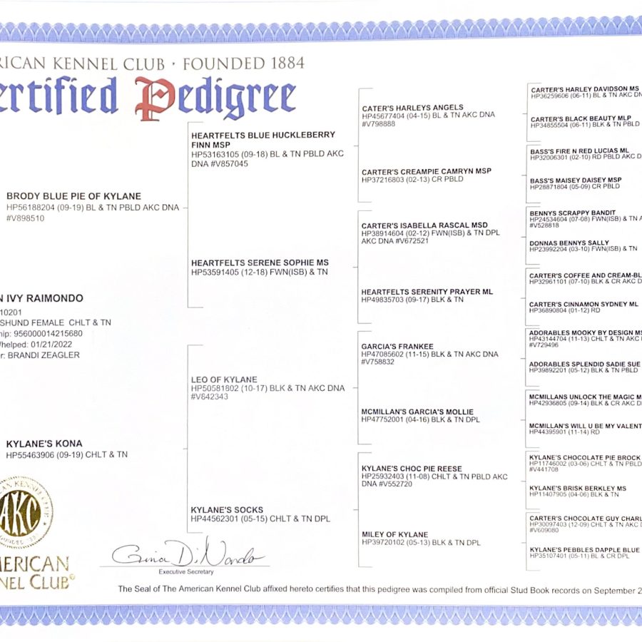 IVY pedigree